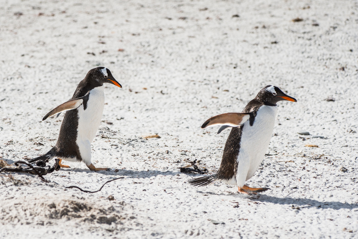 Penguins in Antarctica